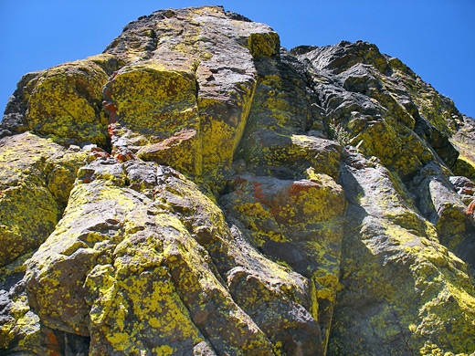 Yellow lichen