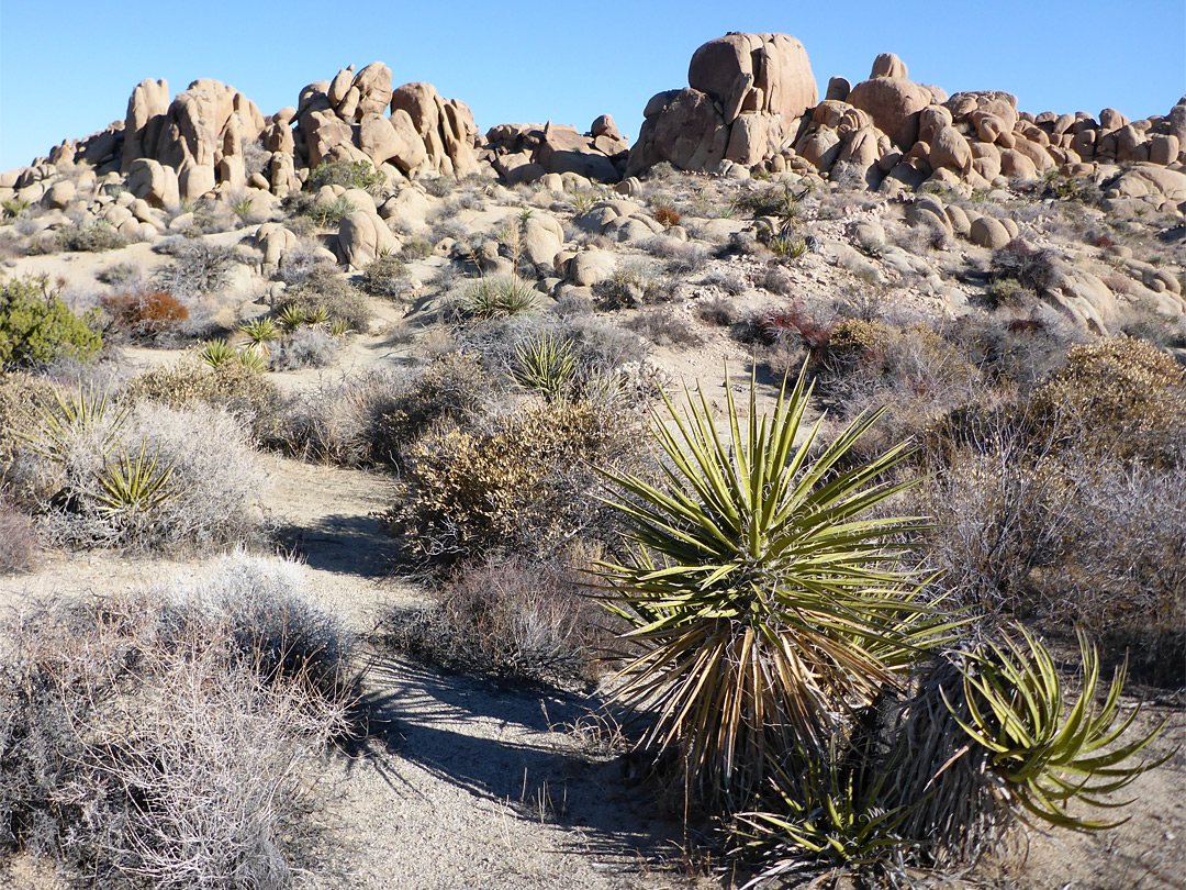 Yucca and bushes