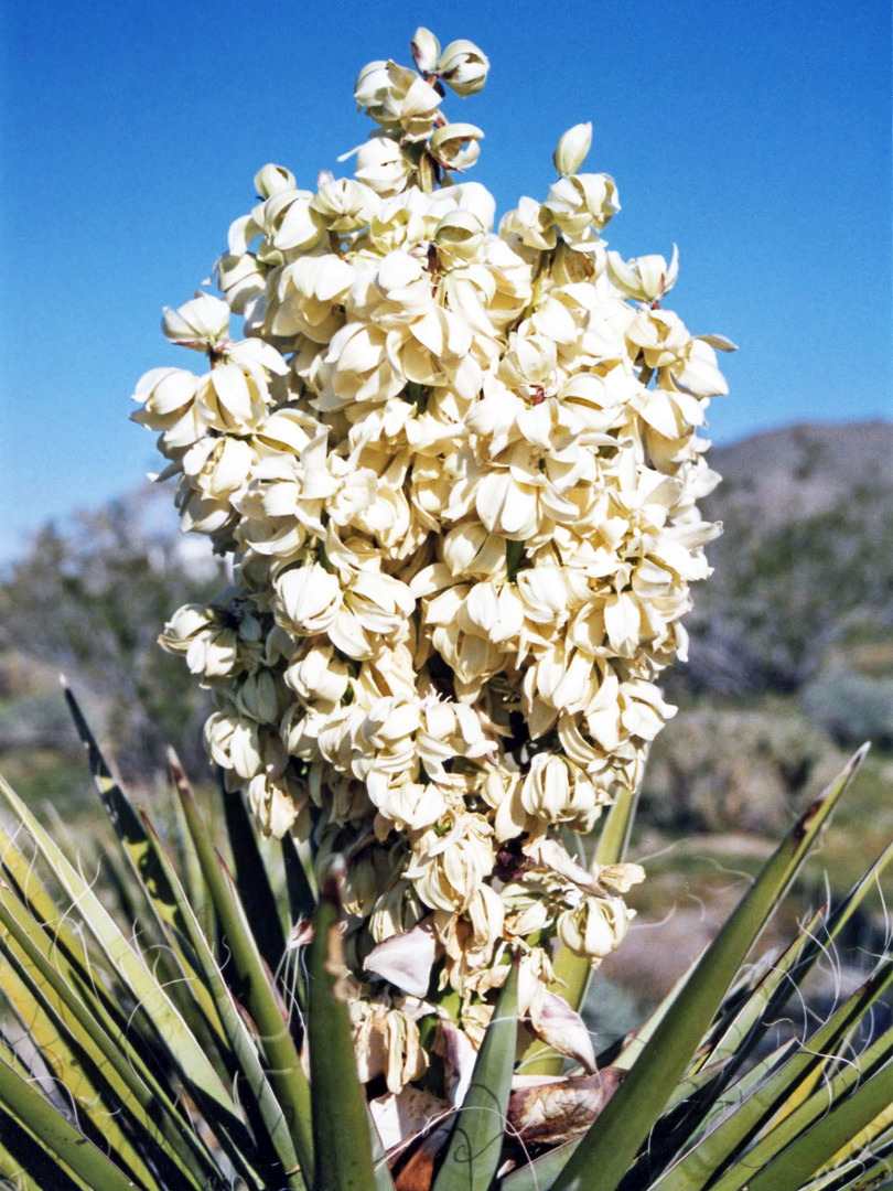 Mojave yucca in flower