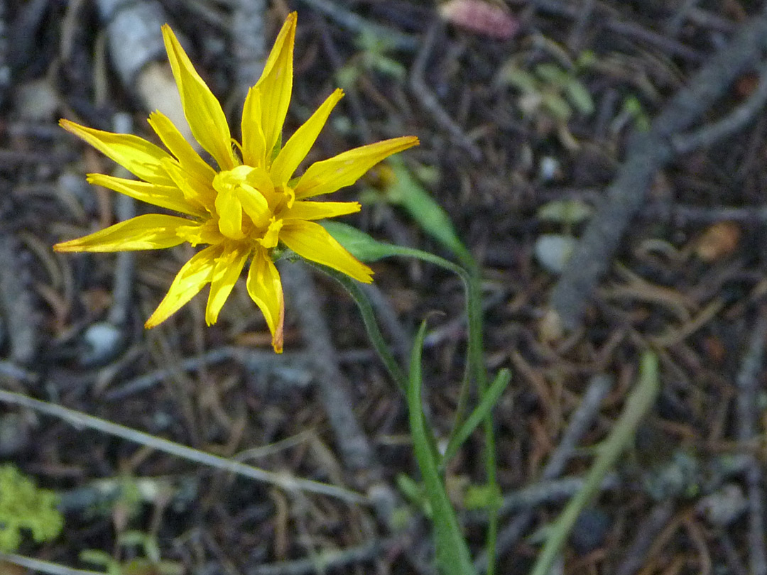 Yellow petals