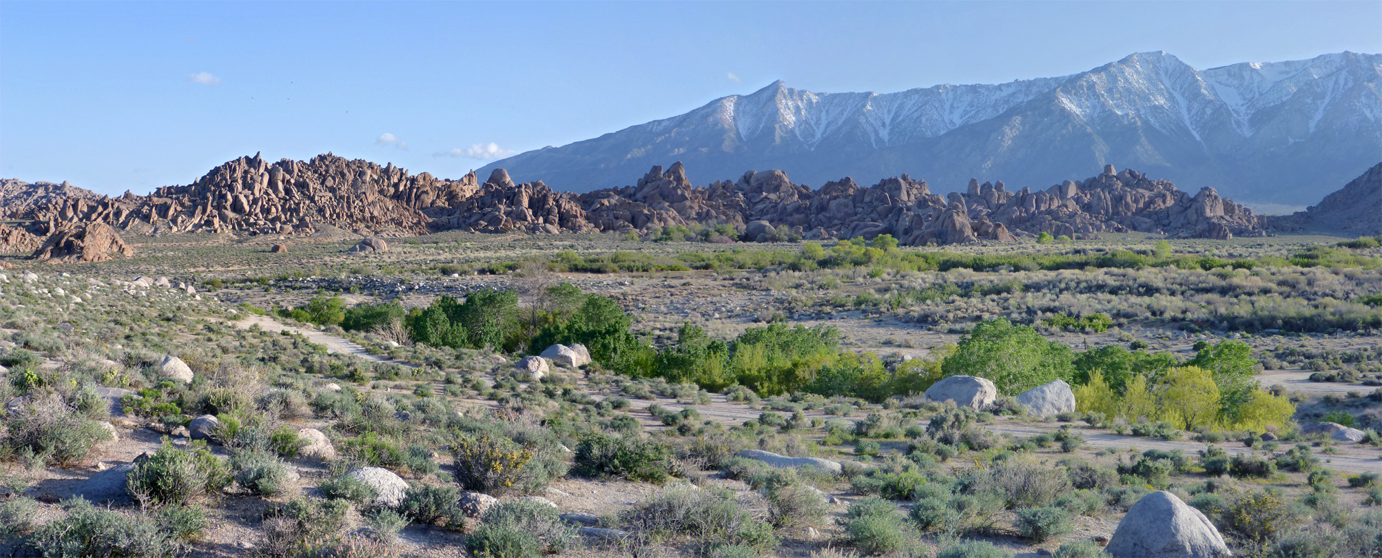 Bushes along Lone Pine Creek