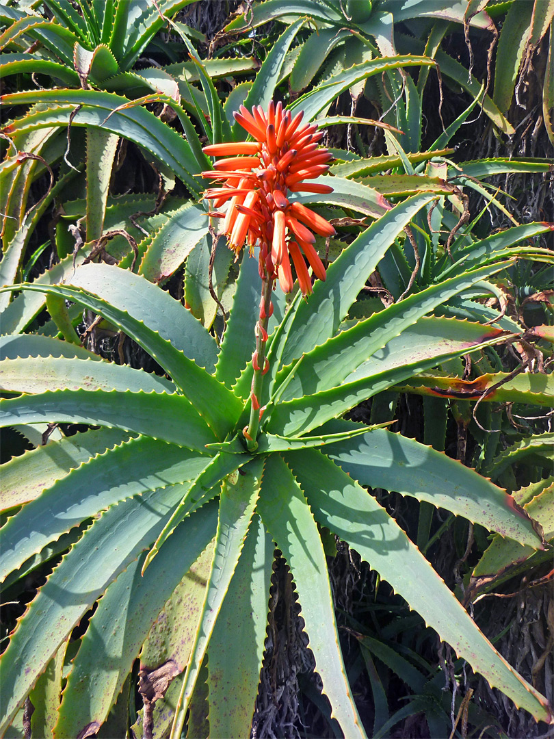 Flower of aloe arborescens