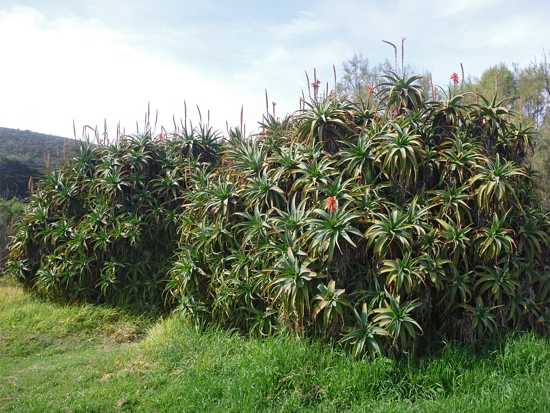 Large clump of aloe arborescens