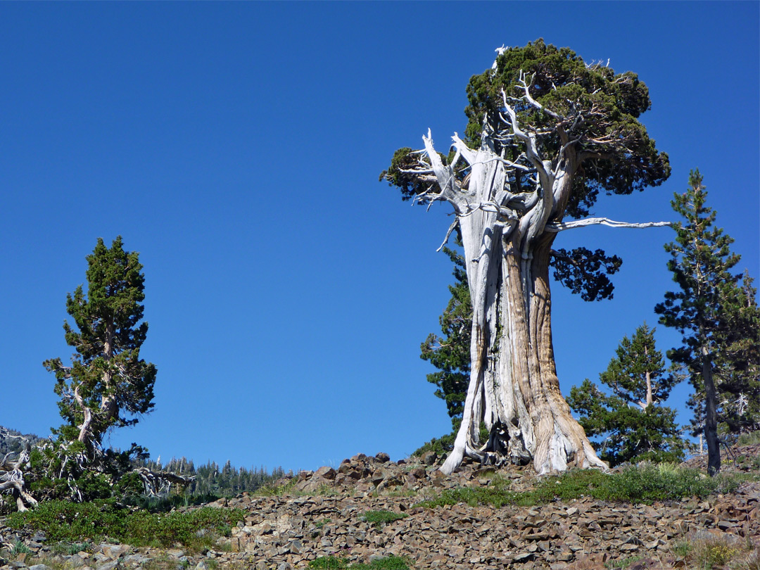 Ancient tree