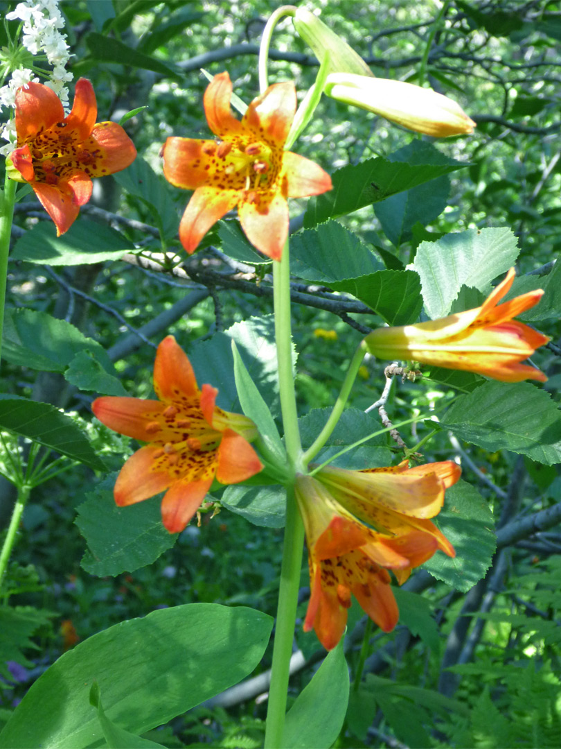 Large orange flowers