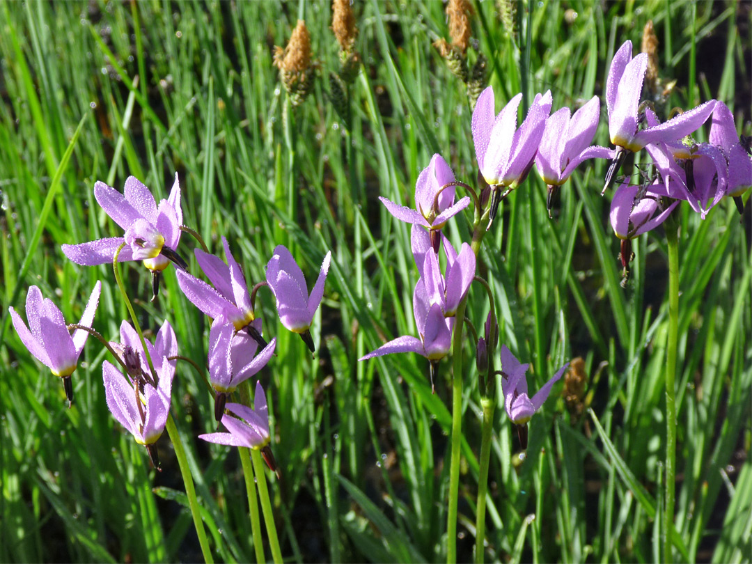 Alpine shooting star