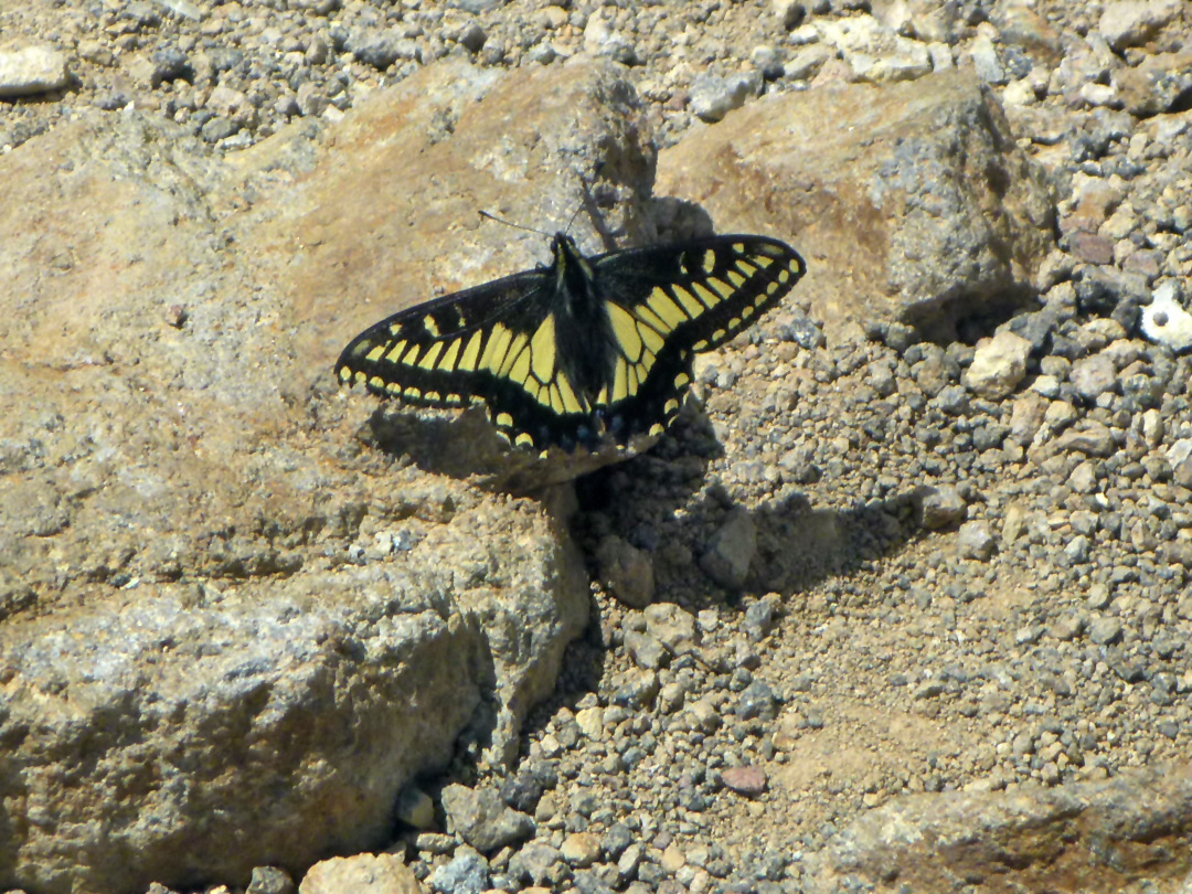 Anise swallowtail