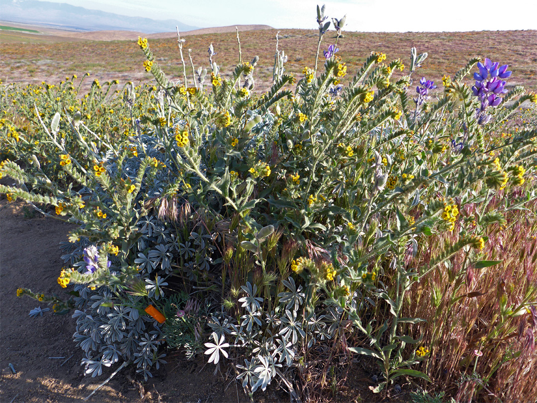 Mixed flowers