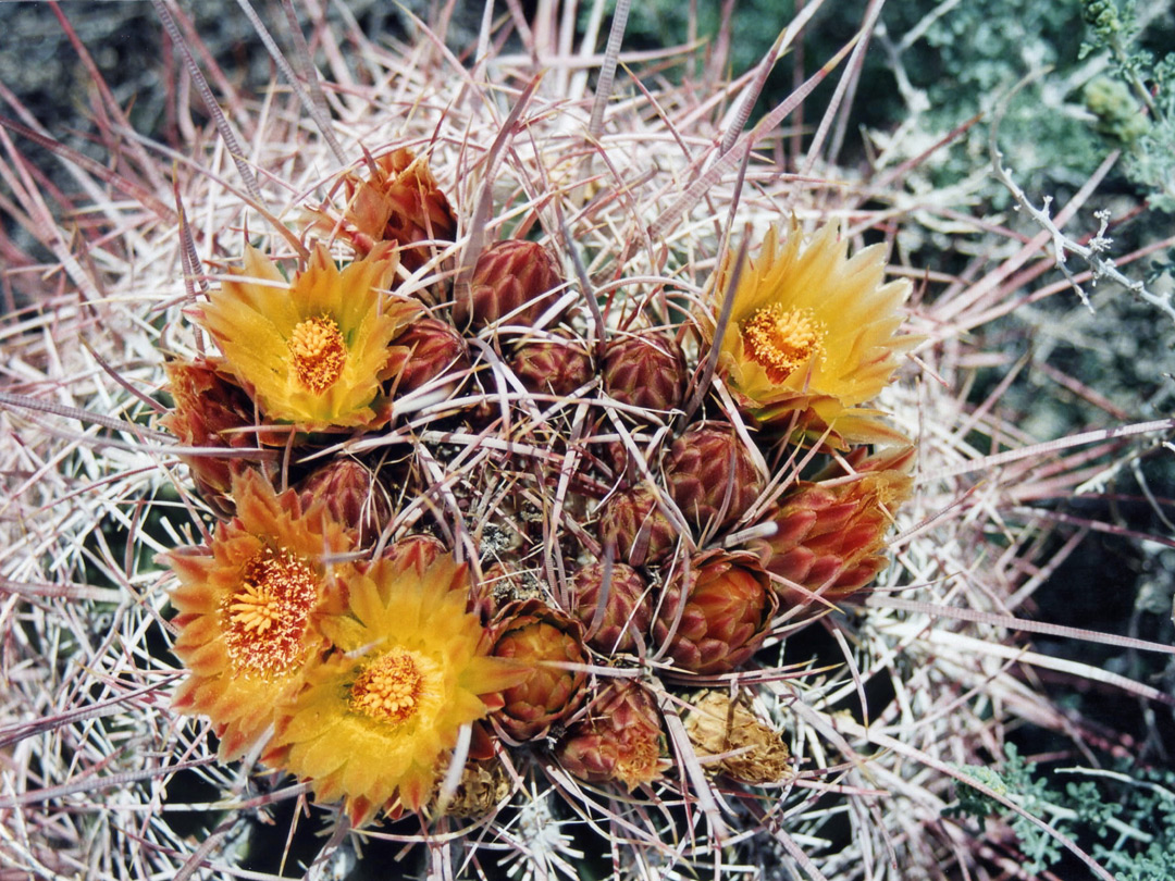 Flowers and buds