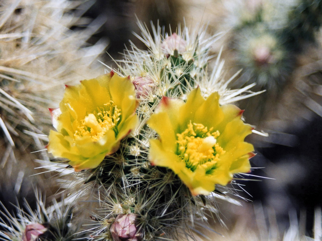 Yellow flowers