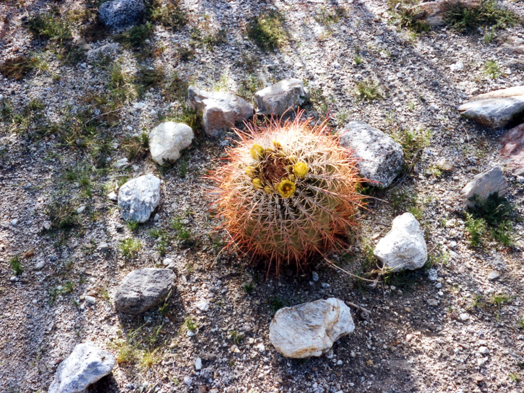 Ferocactus