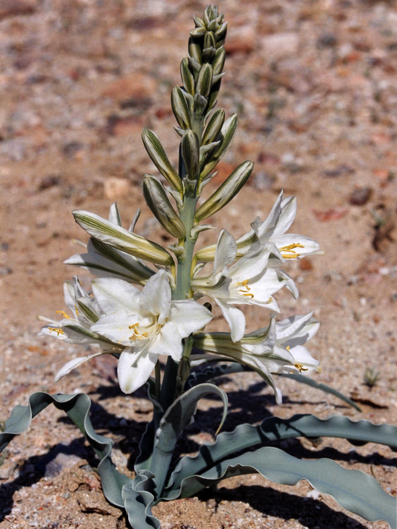 Flowers and buds