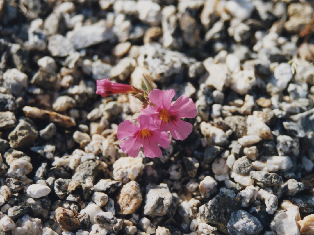 Bigelow monkey flower