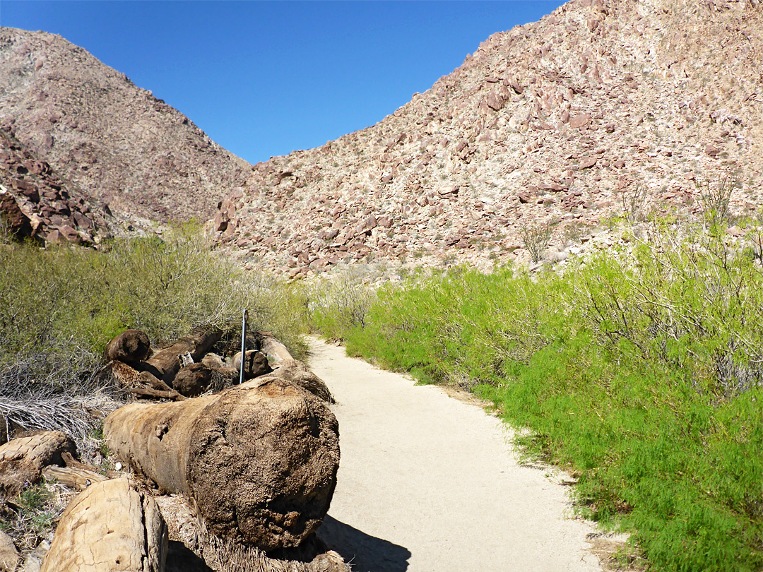 Mesquite by the path