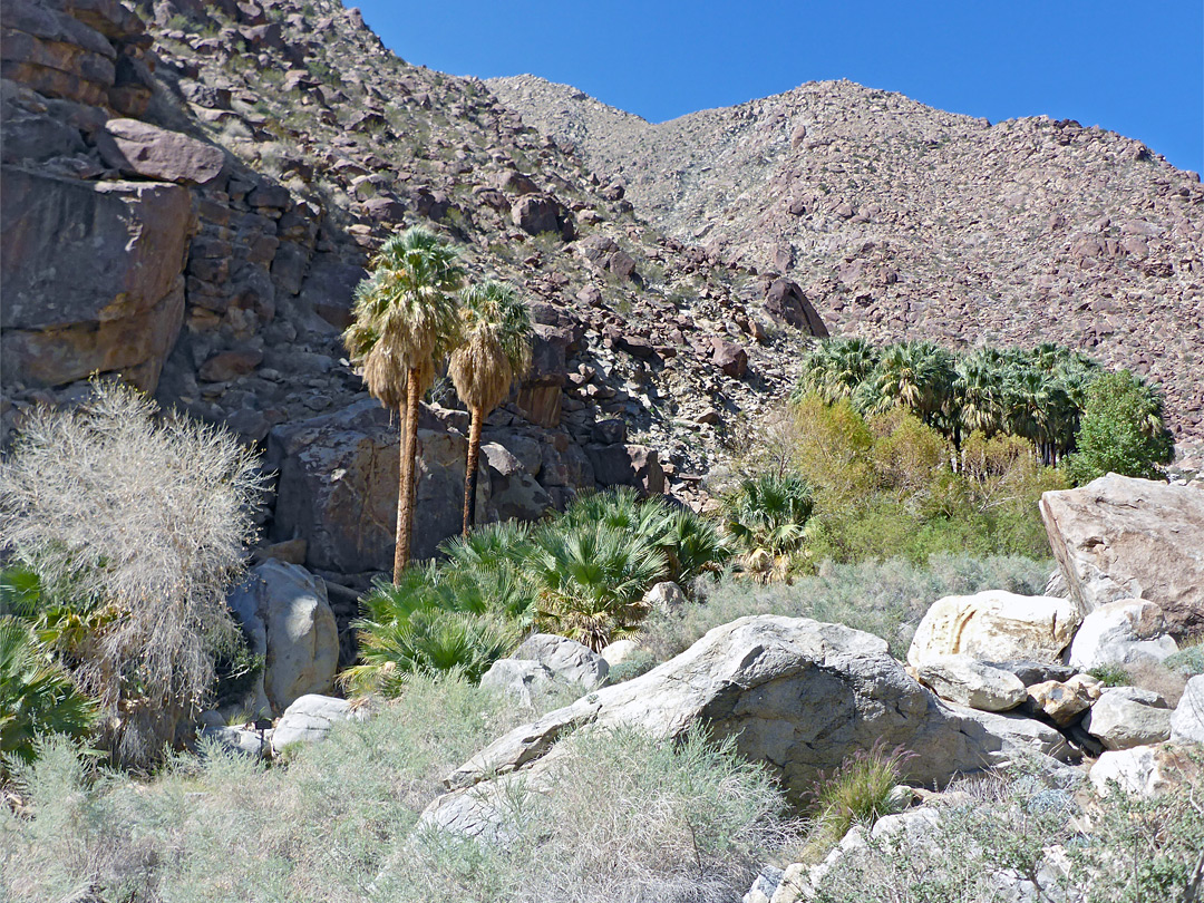 Above the palms