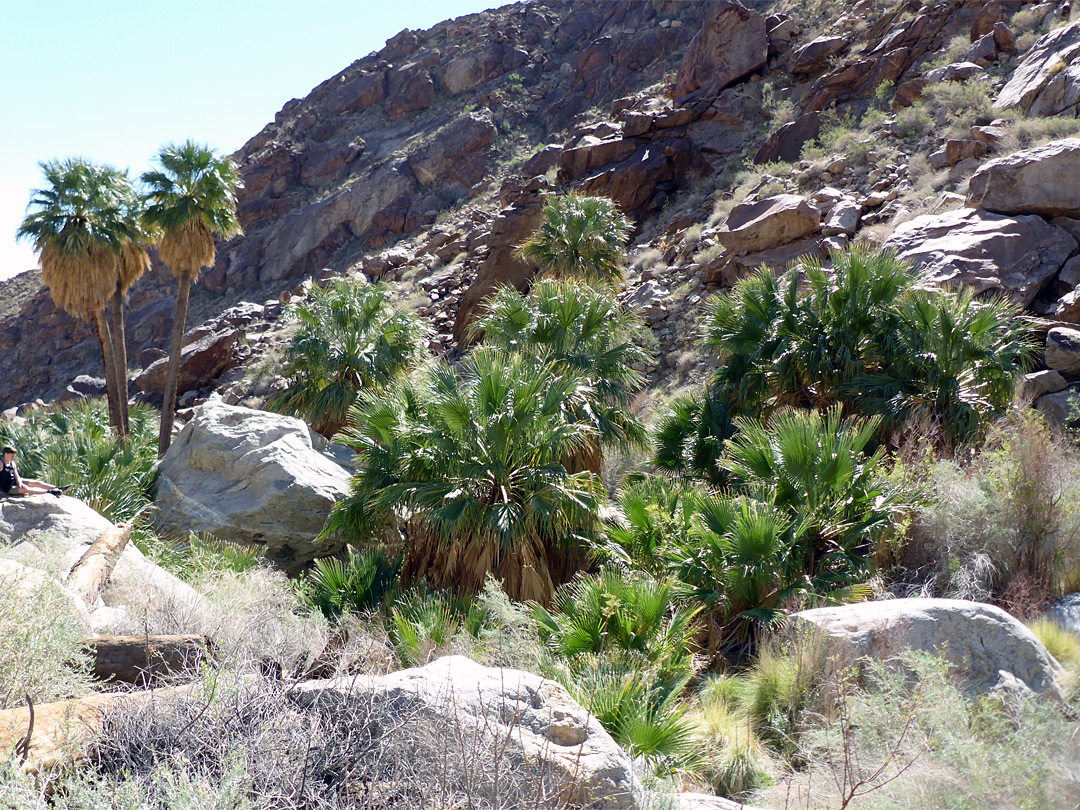Large palms
