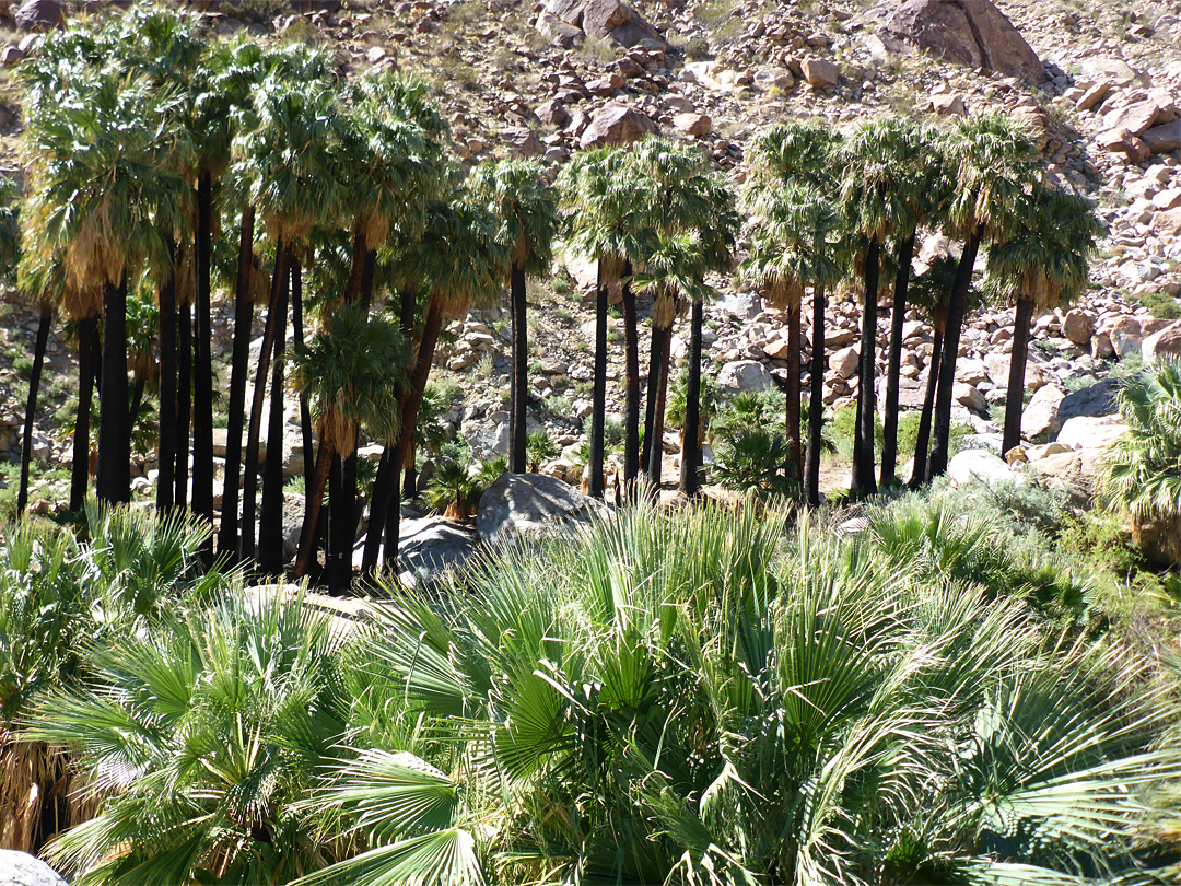 Young and old palms