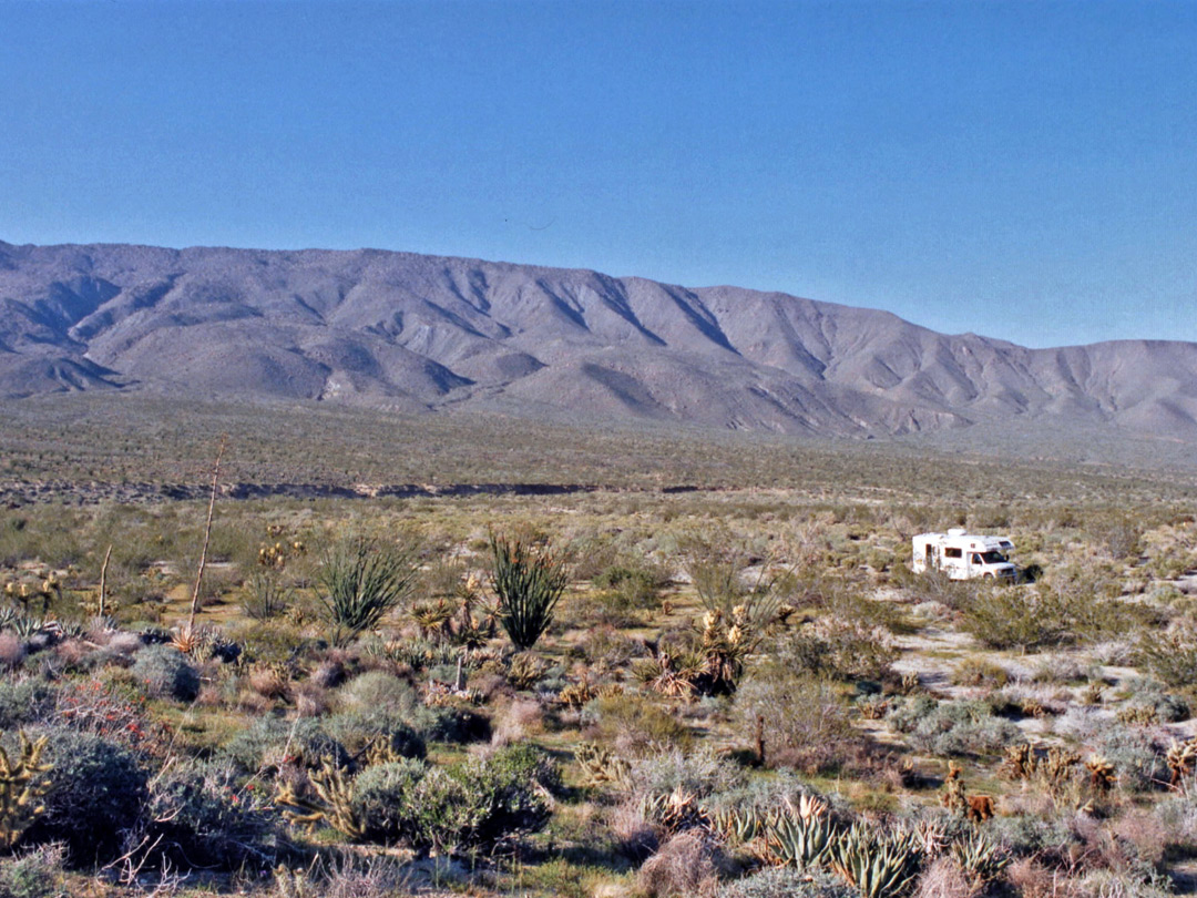 Ocotillo and yucca