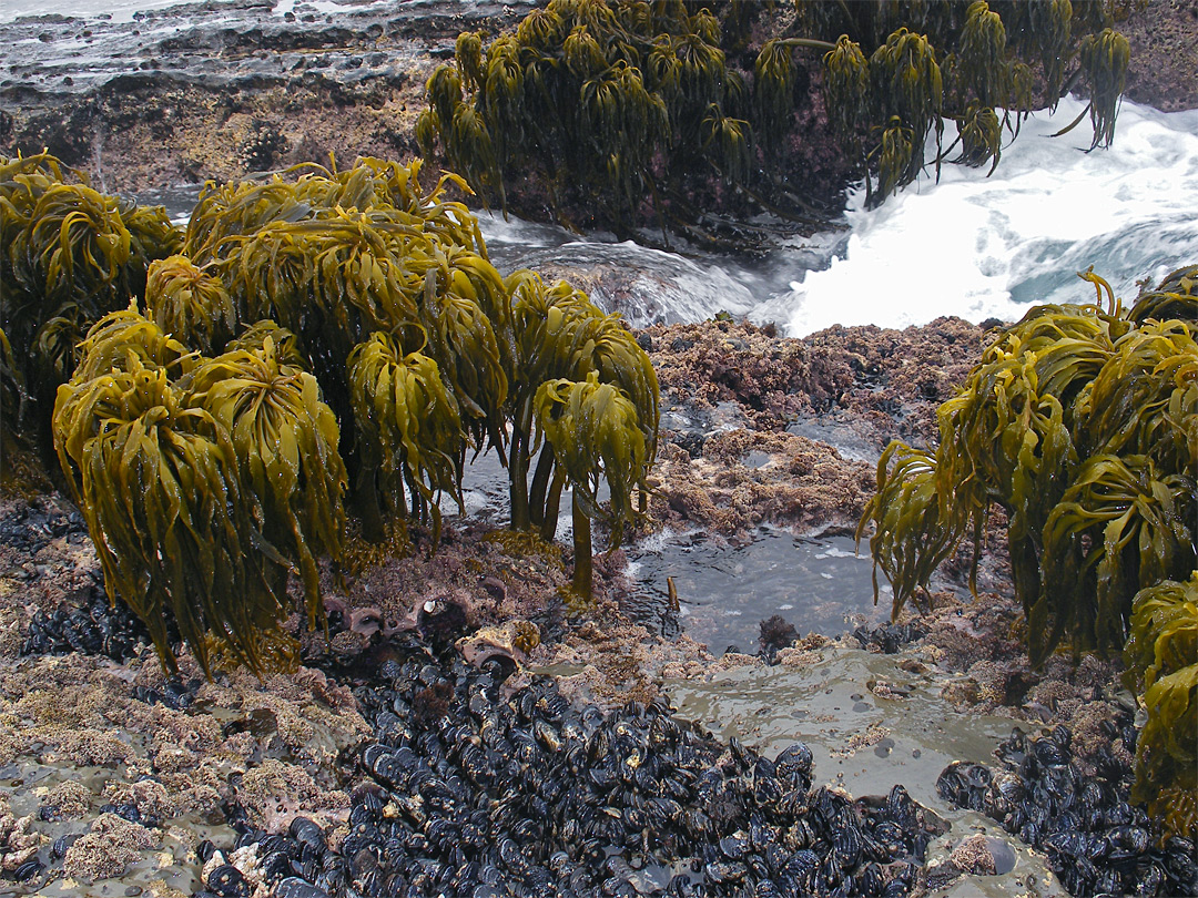 Mussels