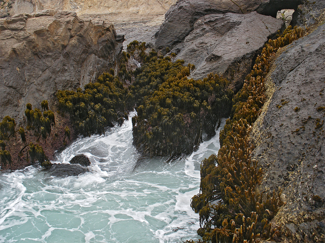 Sea palms