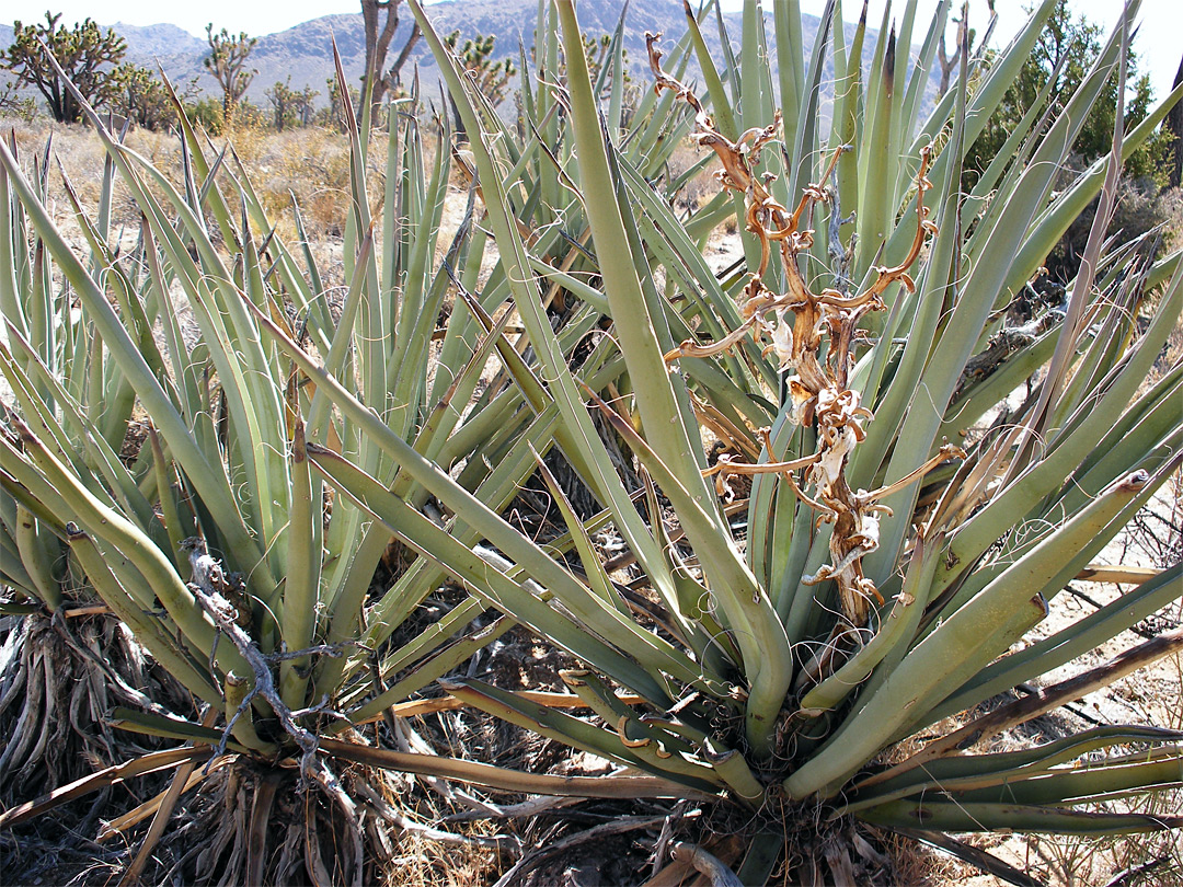 Banana yucca