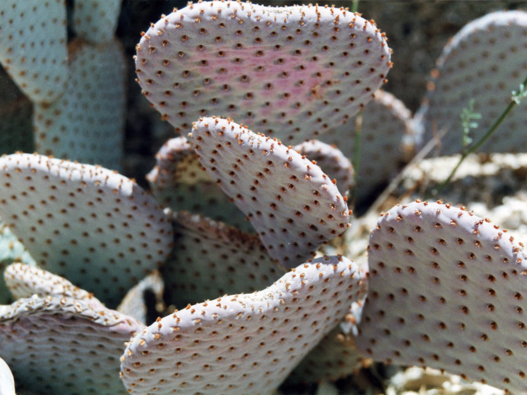 Opuntia basilaris