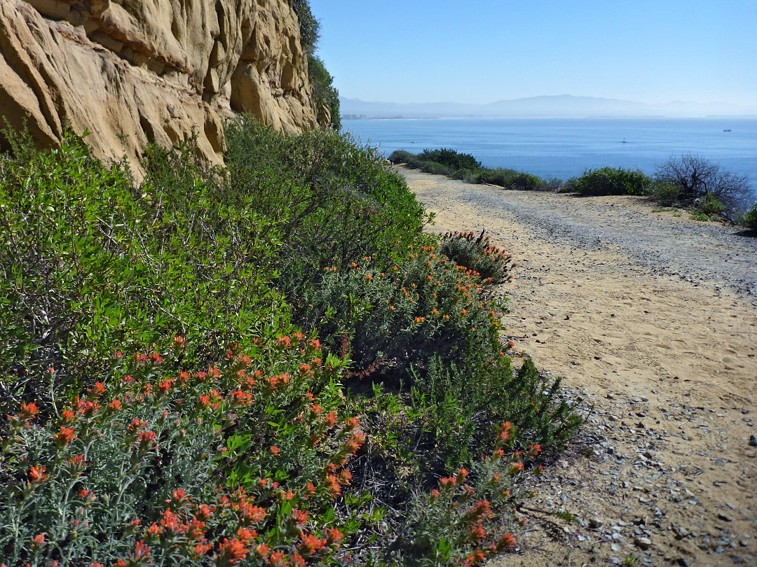 Indian paintbrush