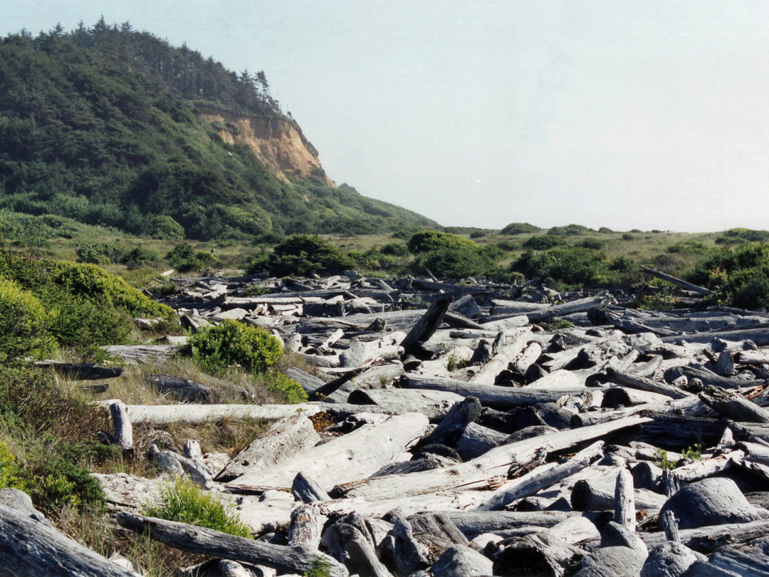 Driftwood