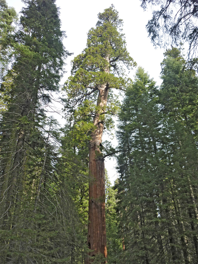Bent sequoia