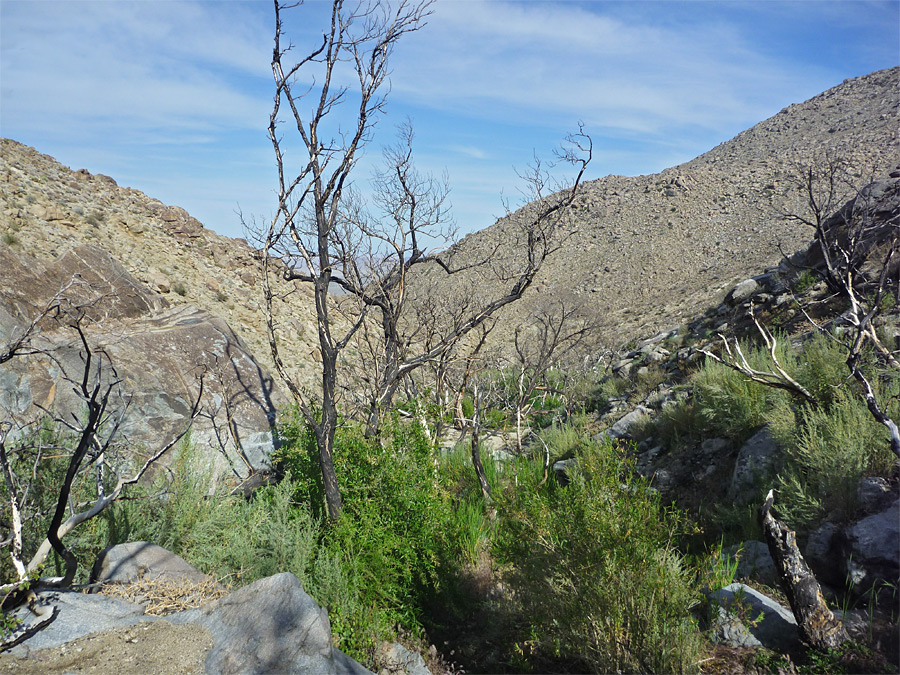 Canyon below the spring