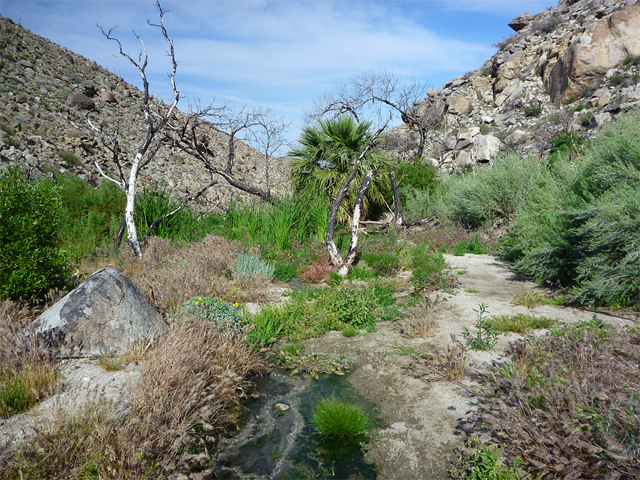 Vegetation at Big Spring