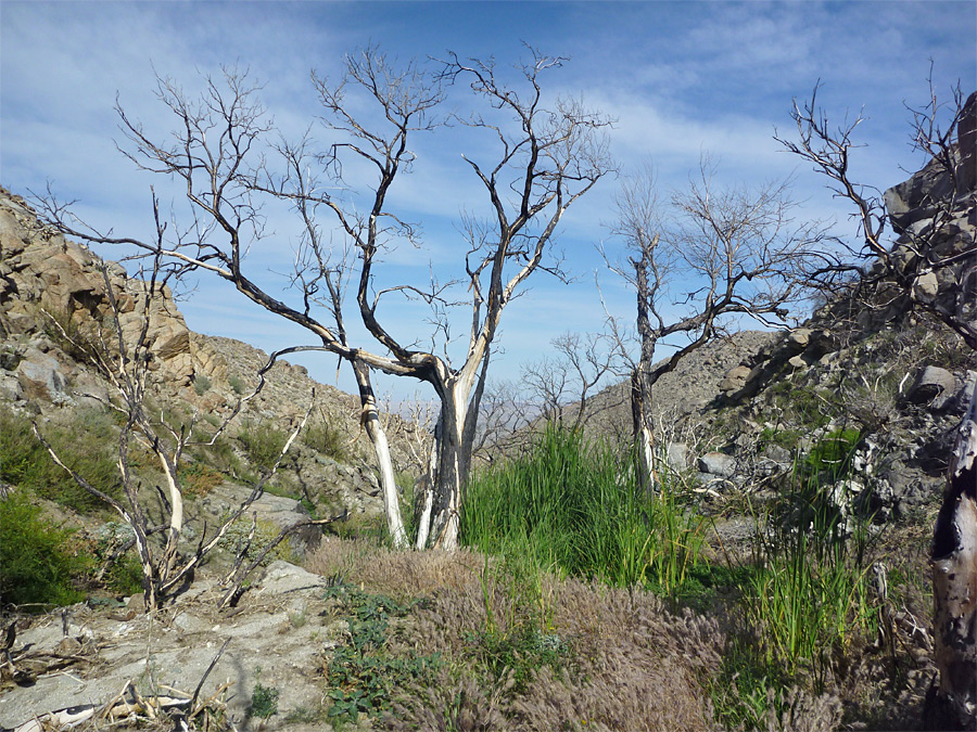 Dead trees