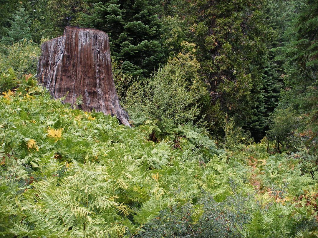 Fern-covered hillside