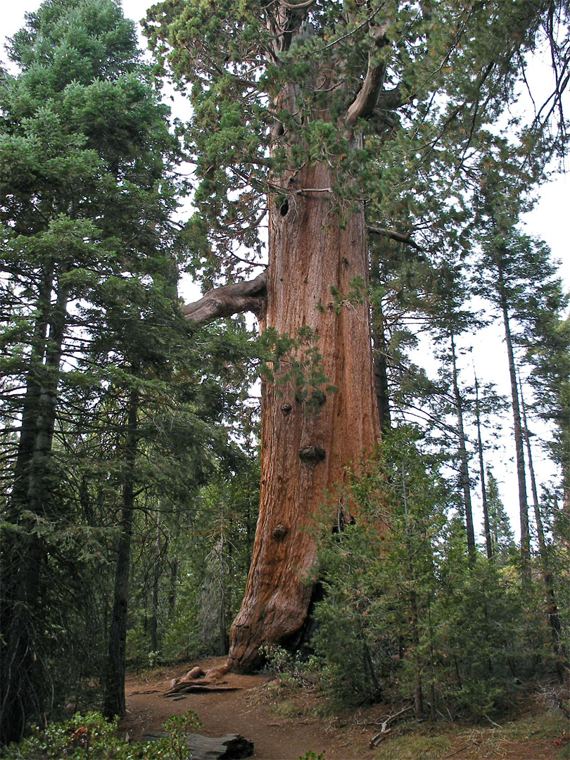 Large sequoia