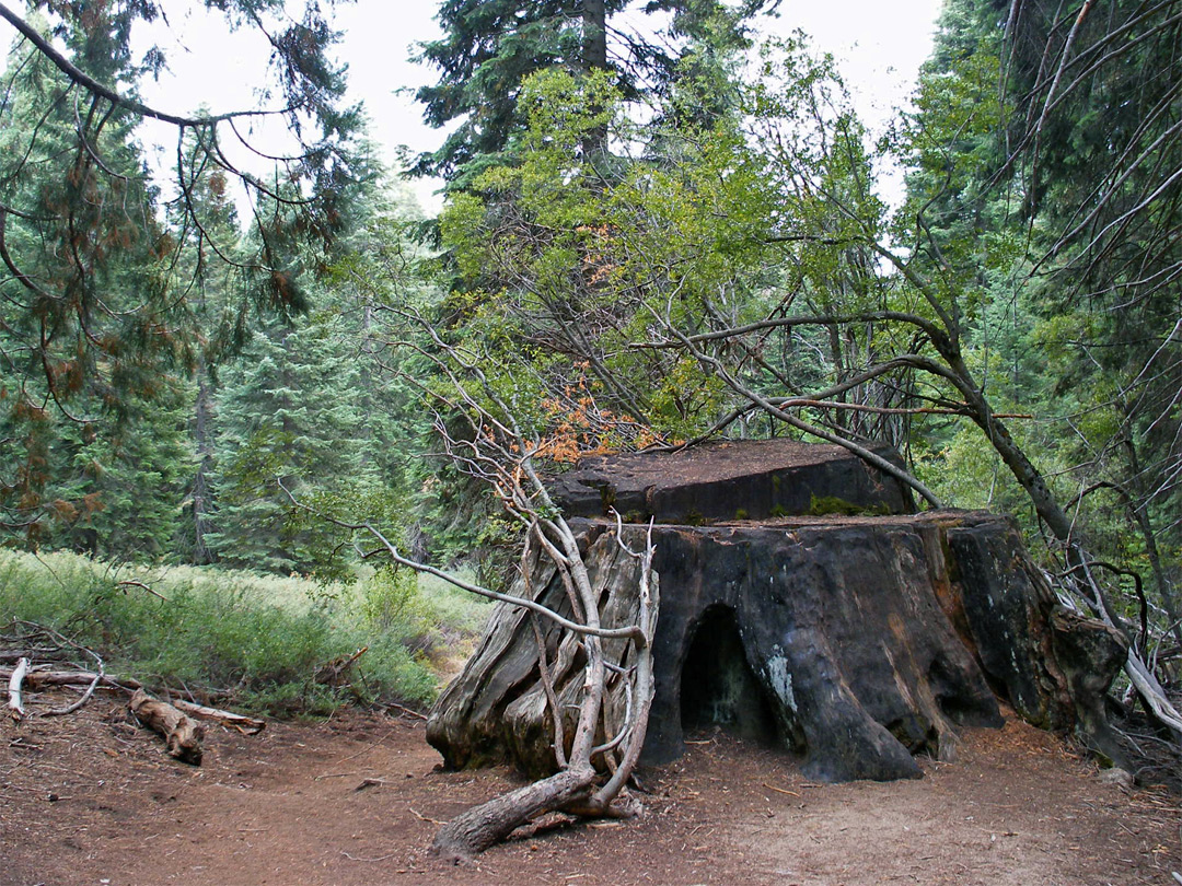Sequoia stump