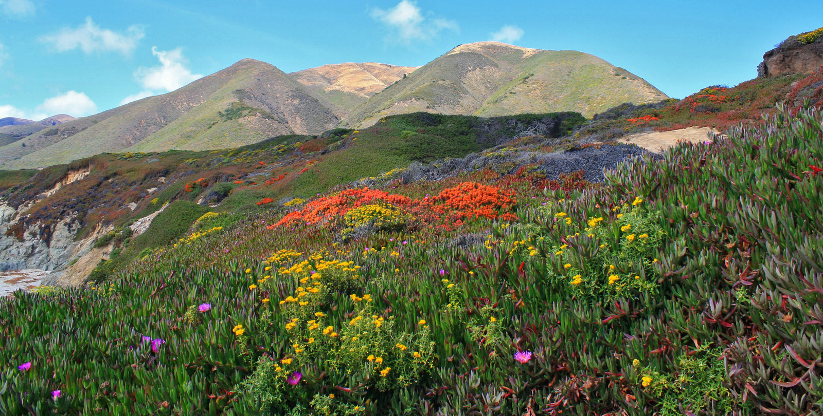 Wildflowers