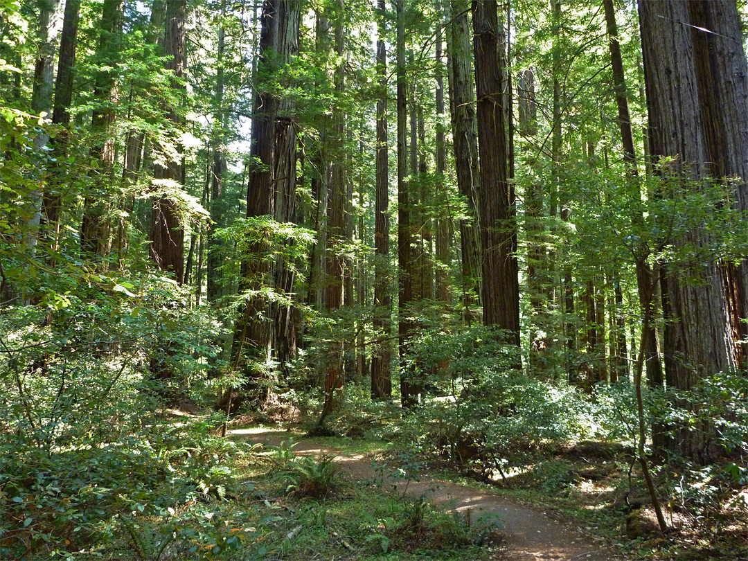 Ferns, bushes and trees