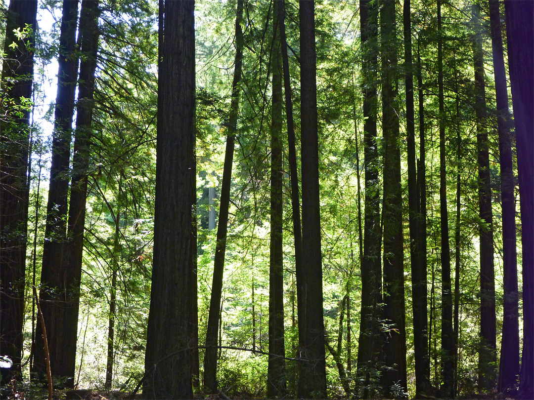 Sunny leaves and shadowy trunks