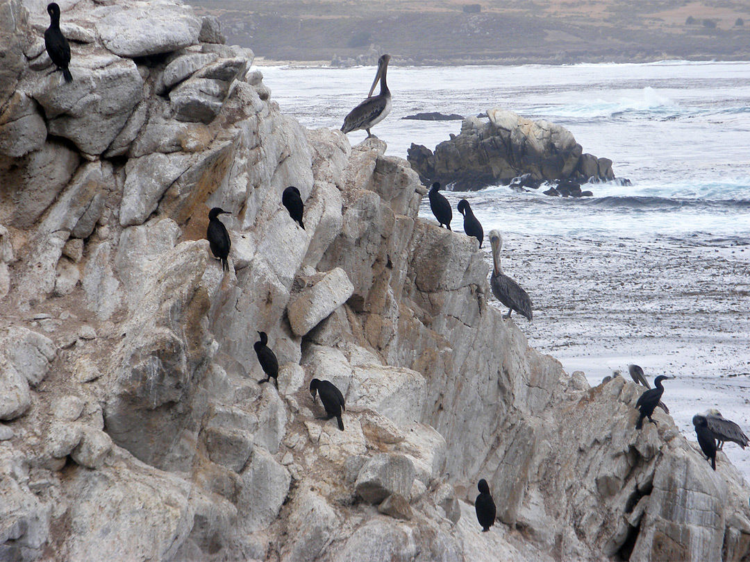 Birds on Guillemot Island