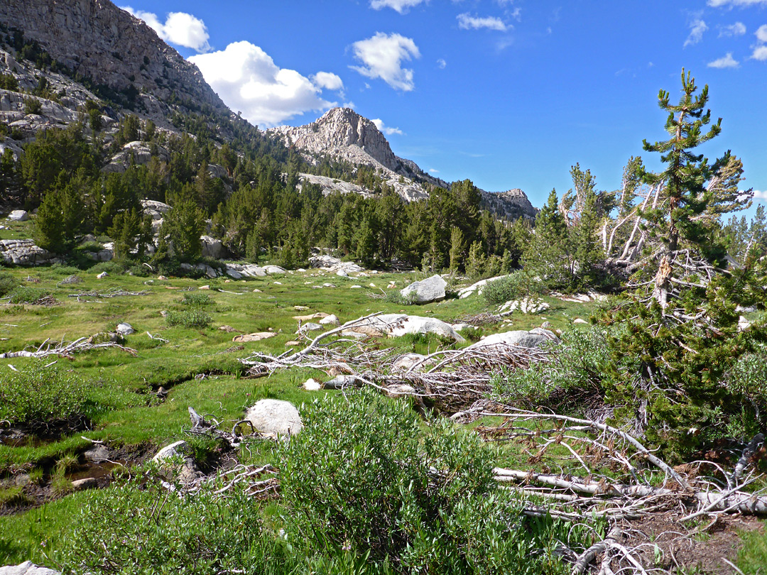 Bishop Creek meadow