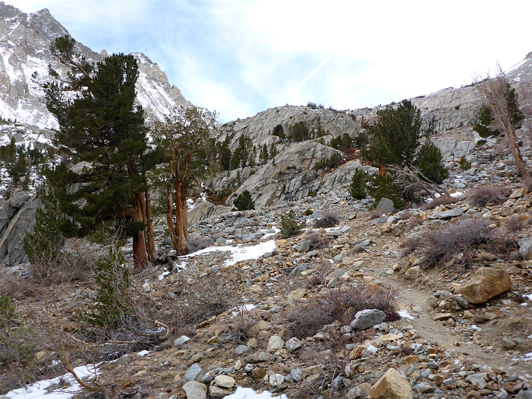 Trees and boulders