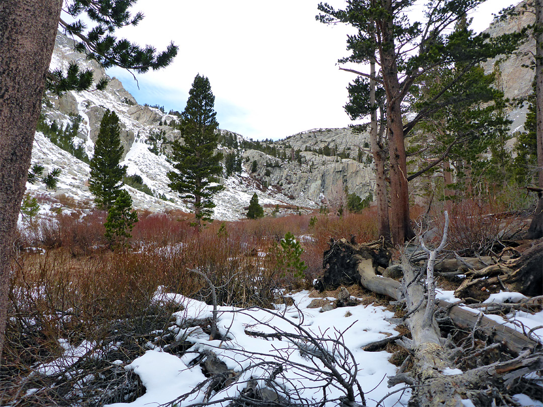 Snowy trees