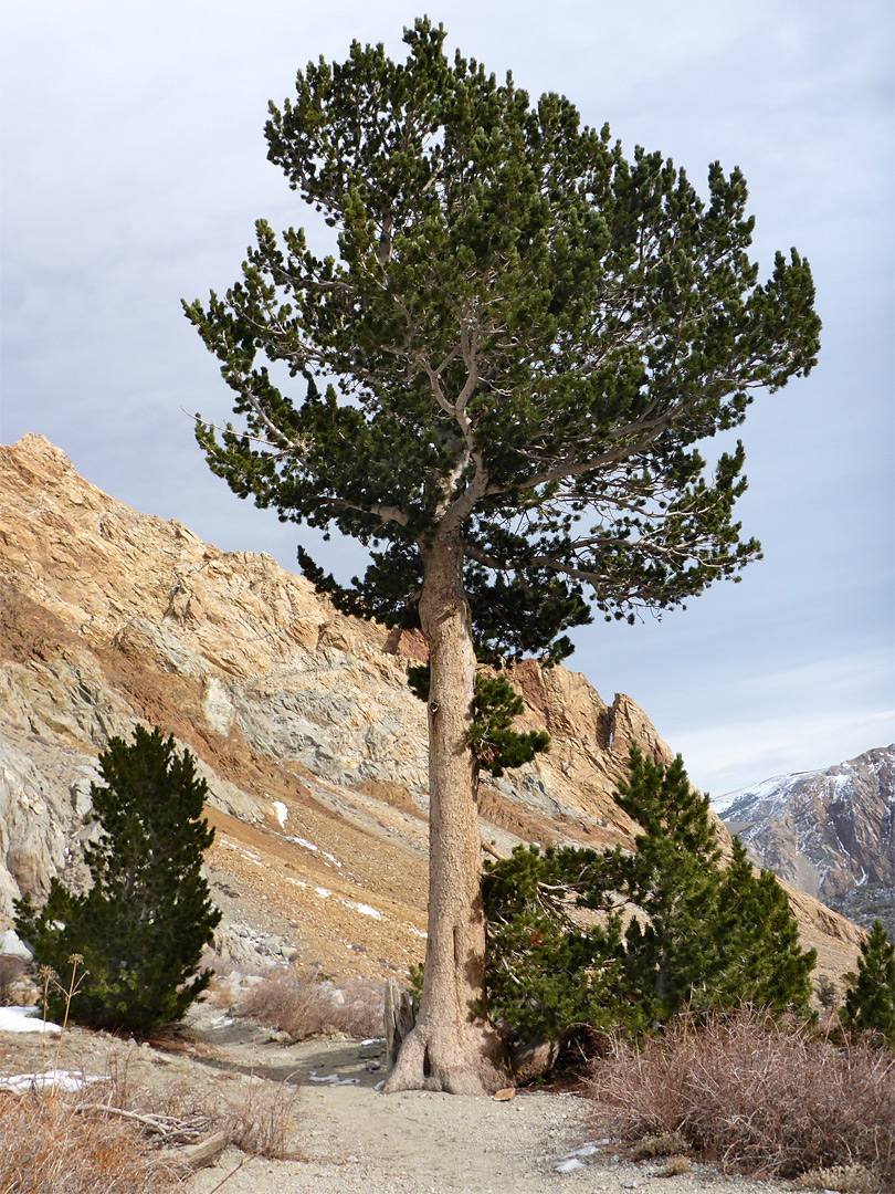 Tall pine