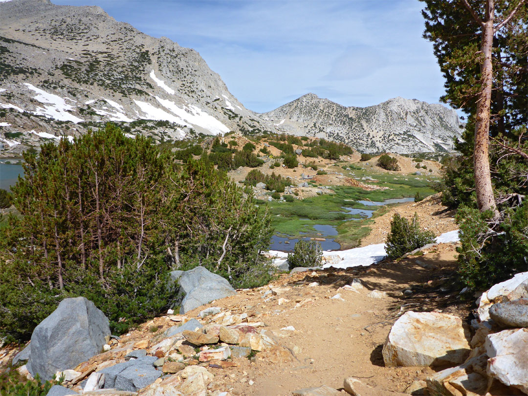 Stunted pine trees