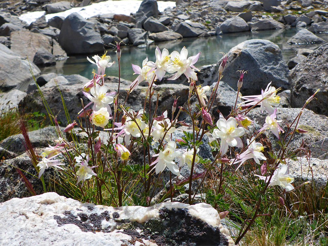 Sierra columbine