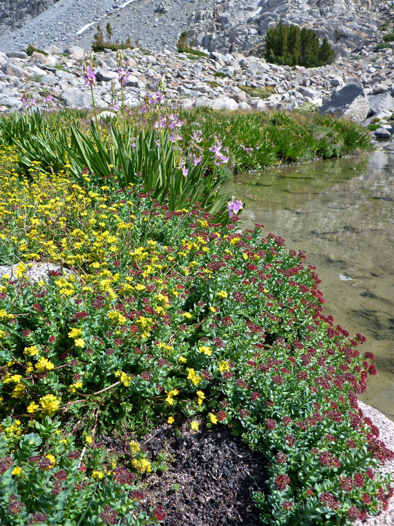 Wildflowers