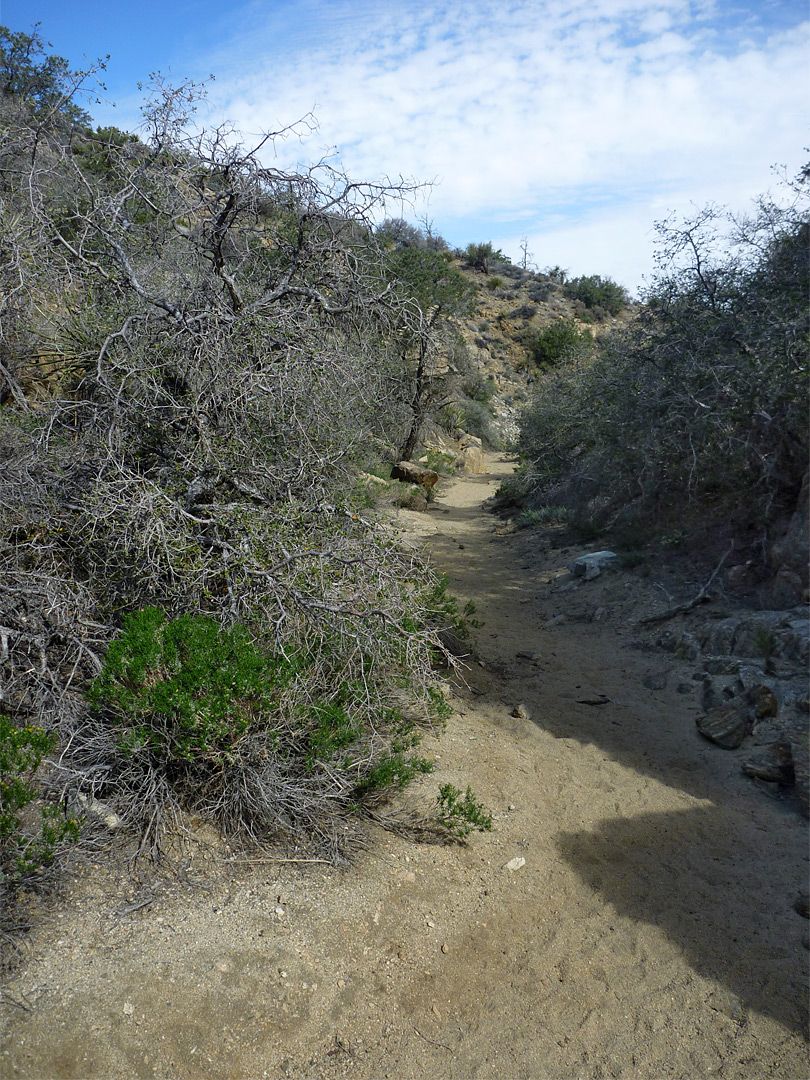 Wash below Warren Peak