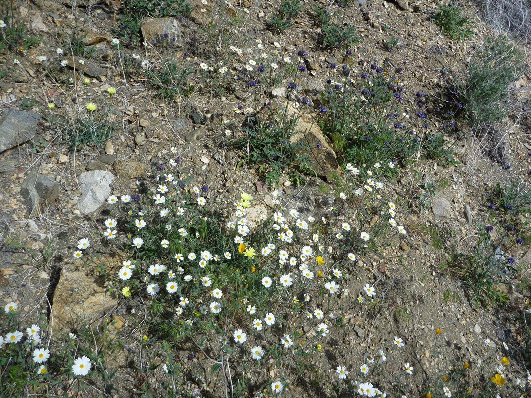 Wildflowers