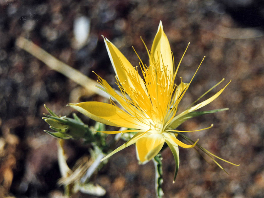 Blazing star