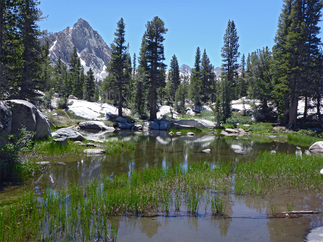 Grass in a pond